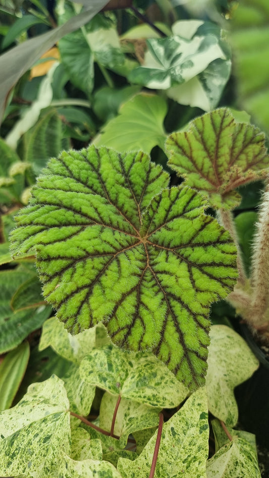 Begonia incarnata - Metallic Leaf Begonia