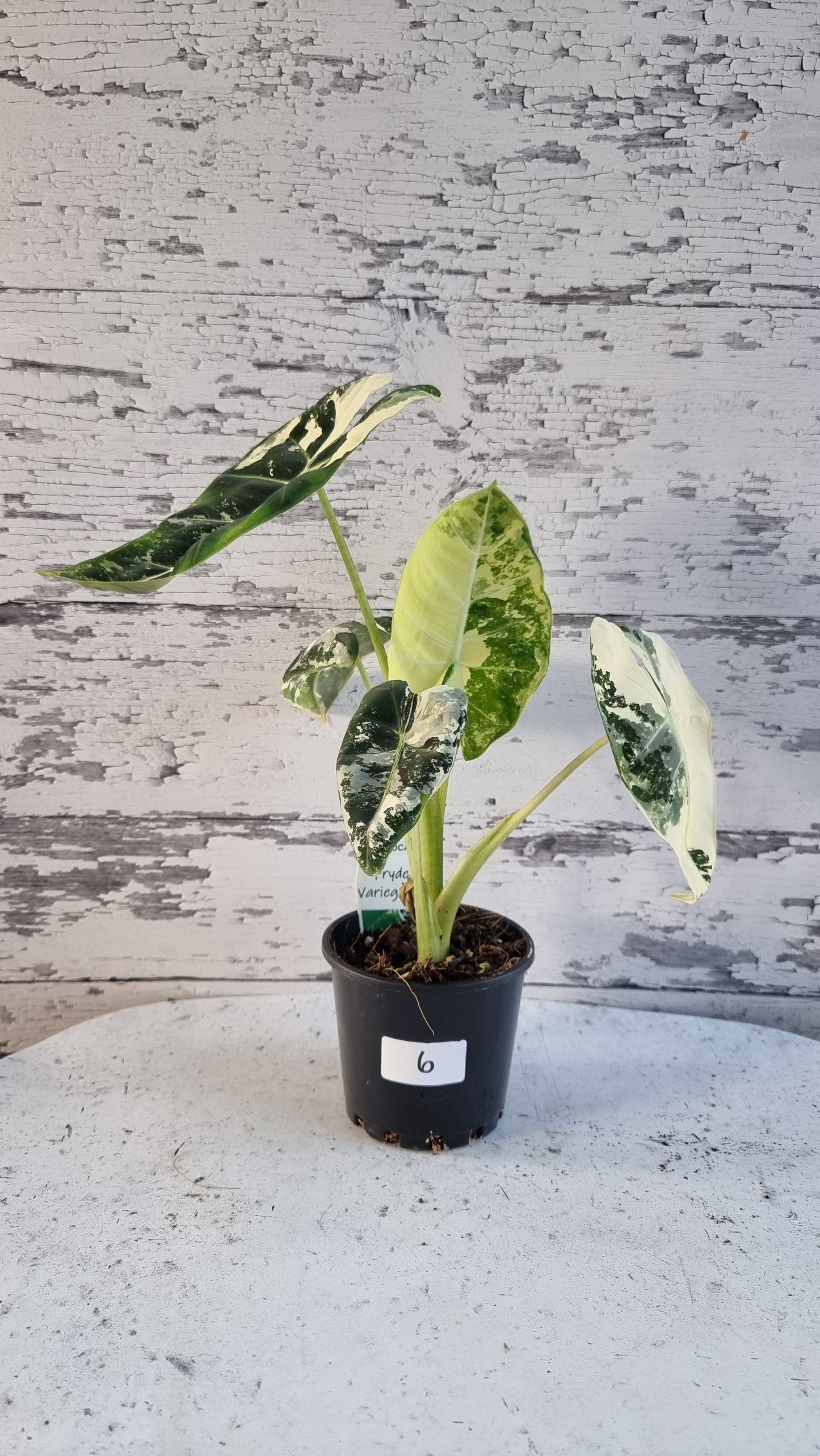 Alocasia micholitziana 'Frydek' - 雜色綠天鵝絨
