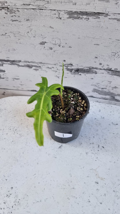 Alocasia portei - Malaysian Monster
