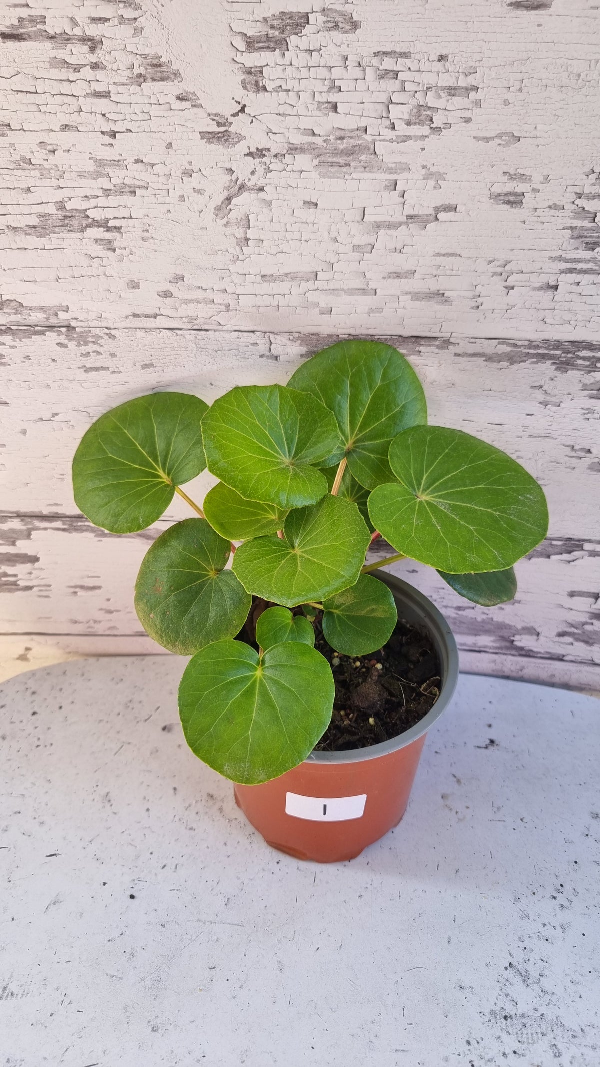 Farfugium (Ligularia) dentata reniformis 'Designer Verde' - Tractor Seat Plant