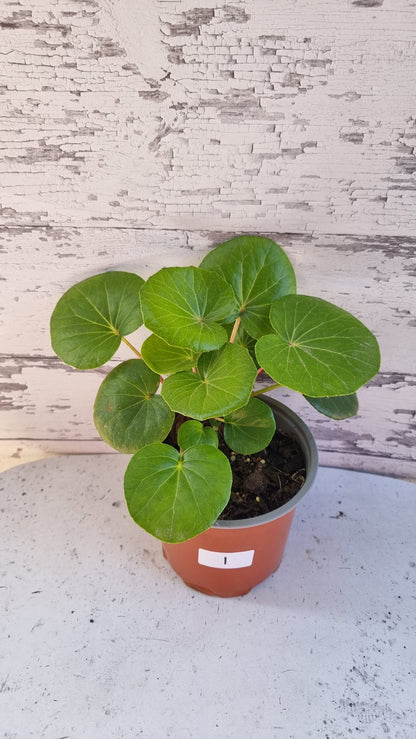 Farfugium (Ligularia) dentata reniformis 'Designer Verde' - Tractor Seat Plant
