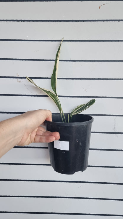 Aspidistra elatior variegata - 雜色鑄鐵廠