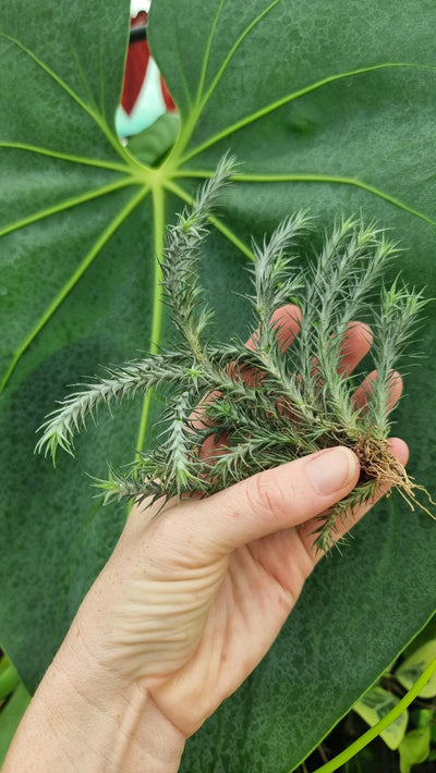 Tillandsia tricholepsis - Air Plant Root'd Plants 