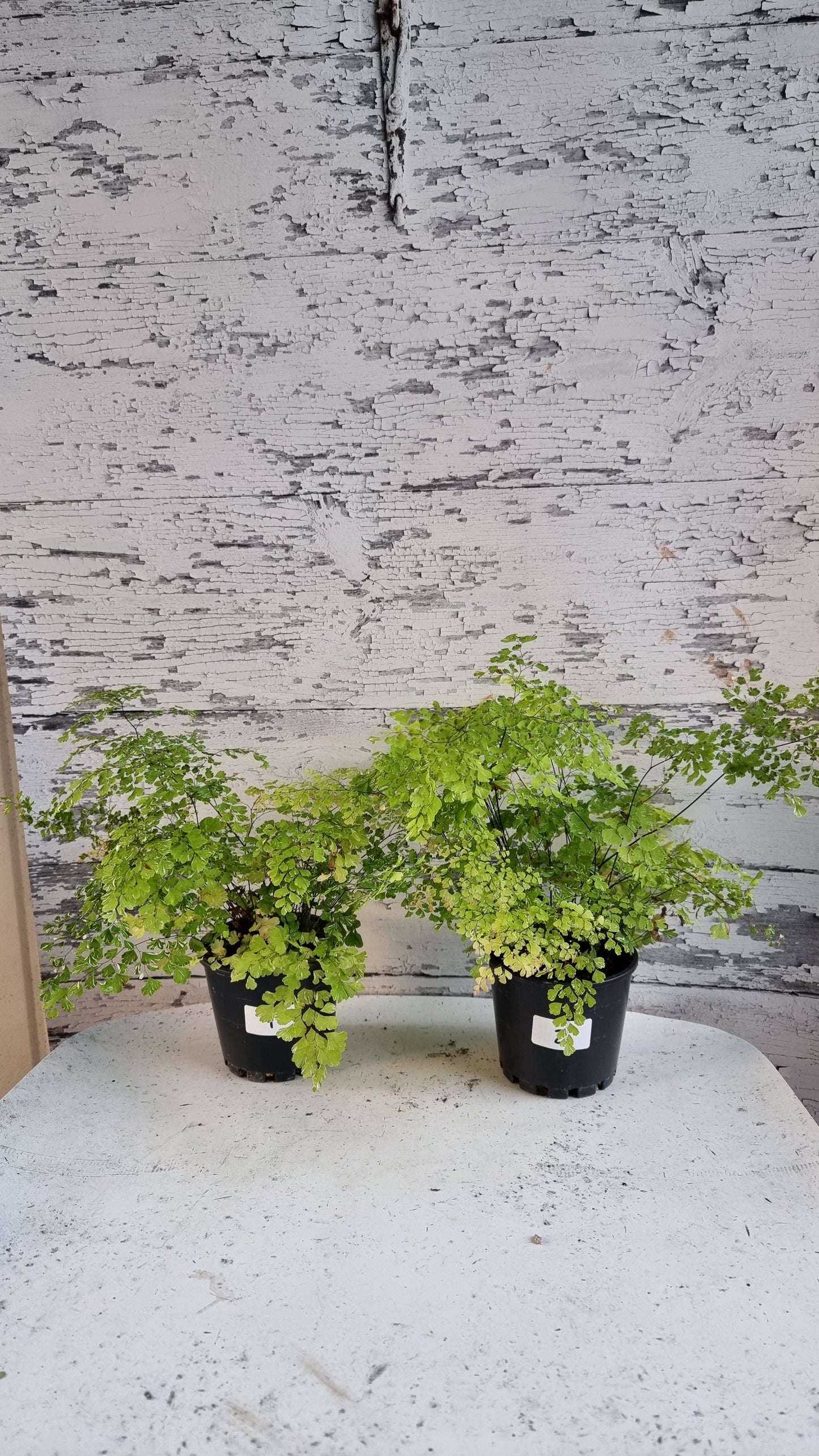 Adiantum raddianum 'Variegatum' - Variegated Delta Maidenhair Fern