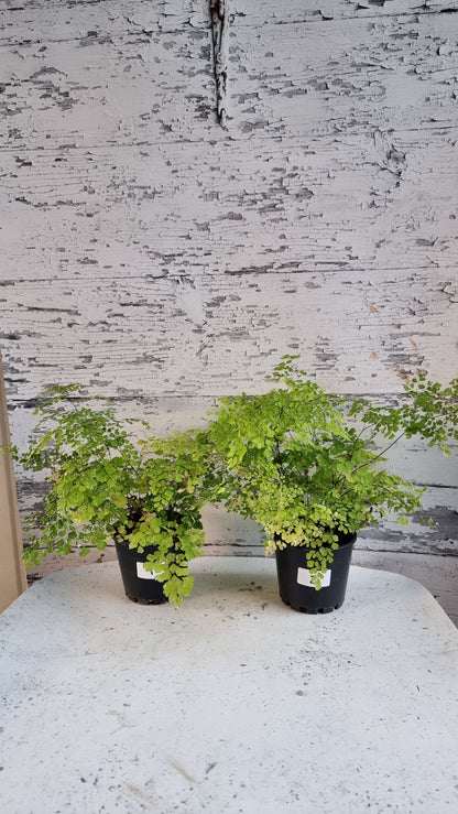 Adiantum raddianum 'Variegatum' - Variegated Delta Maidenhair Fern