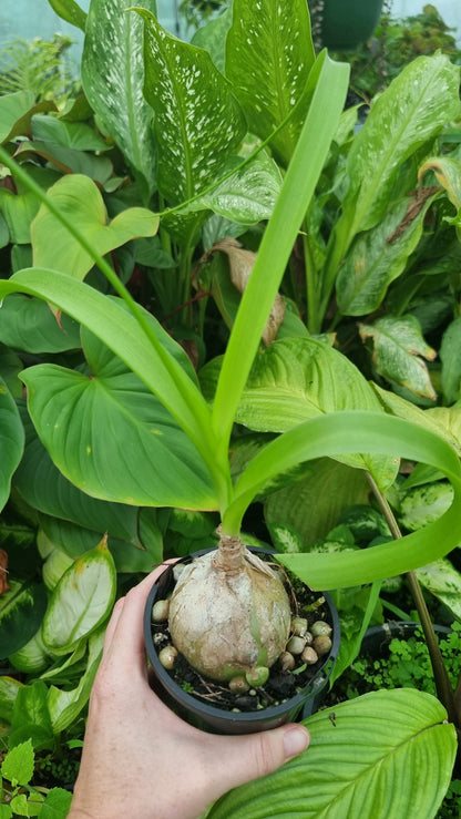 Albuca bracteata (syn. Ornithogalum longebracteatum) - Pregnant Onion