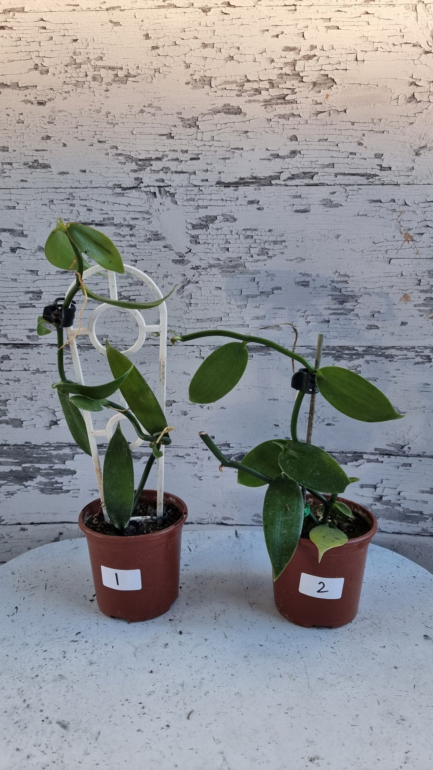 Vanilla planifolia - Vanilla Orchid