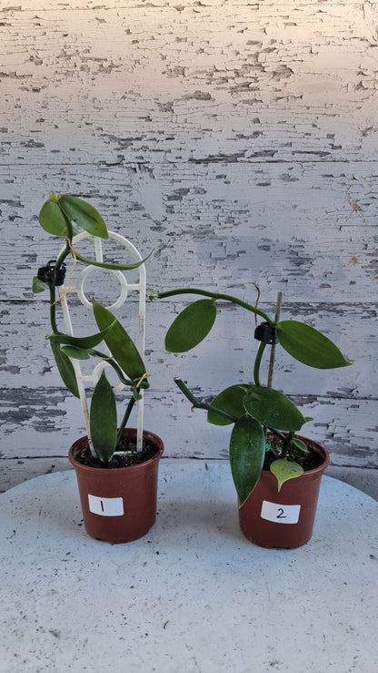 Vanilla planifolia - Vanilla Orchid