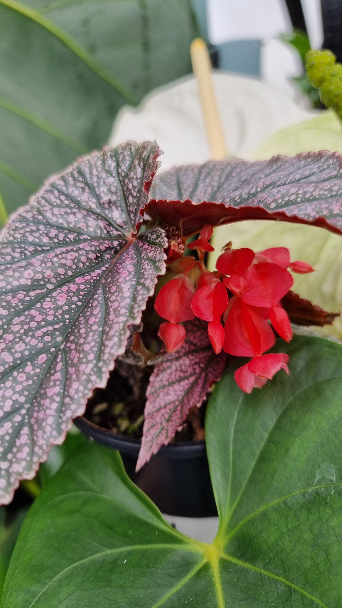 Begonia 'Maurice Amey' - Angel Wing Cane Begonia