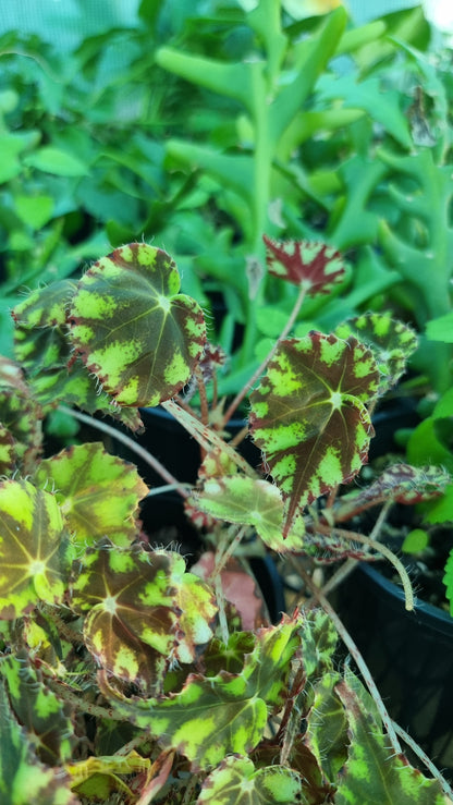 Begonia rex 'Tiger Paws' - Rhizomatous Eyelash Begonia