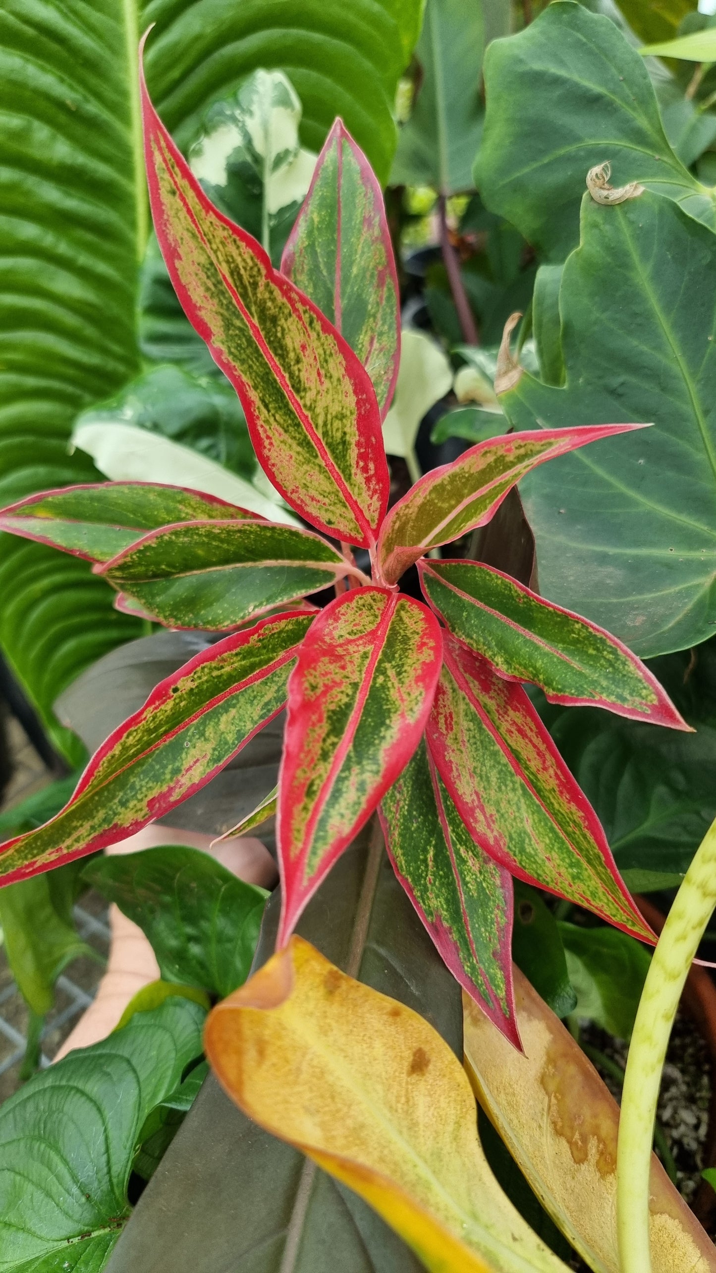 Aglaonema commutatum ‘Siam Aurora’ - Chinese Evergreen