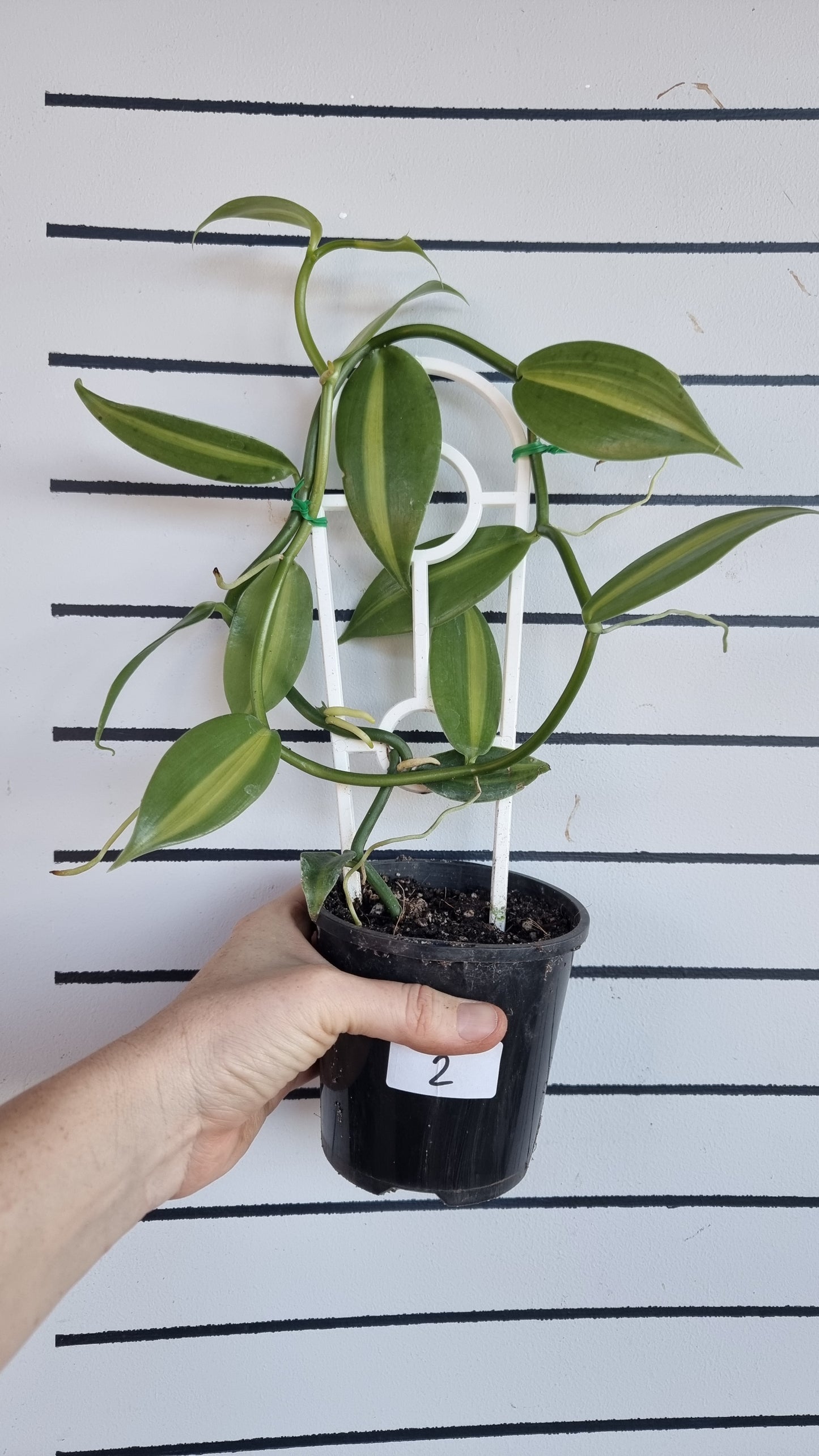 Vanilla planifolia variegata - Variegated Vanilla Orchid
