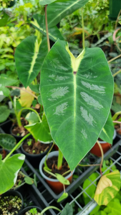 Colocasia esculenta 'Maui Sunrise' - Taro Plant Root'd Plants 