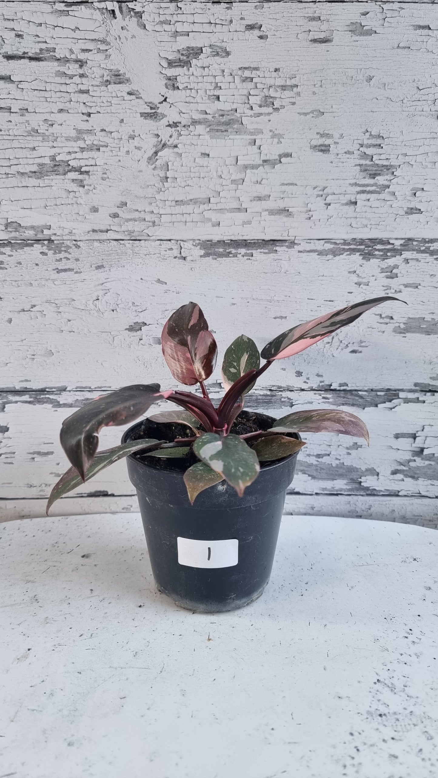 Philodendron erubescens 'Pink Galaxy'