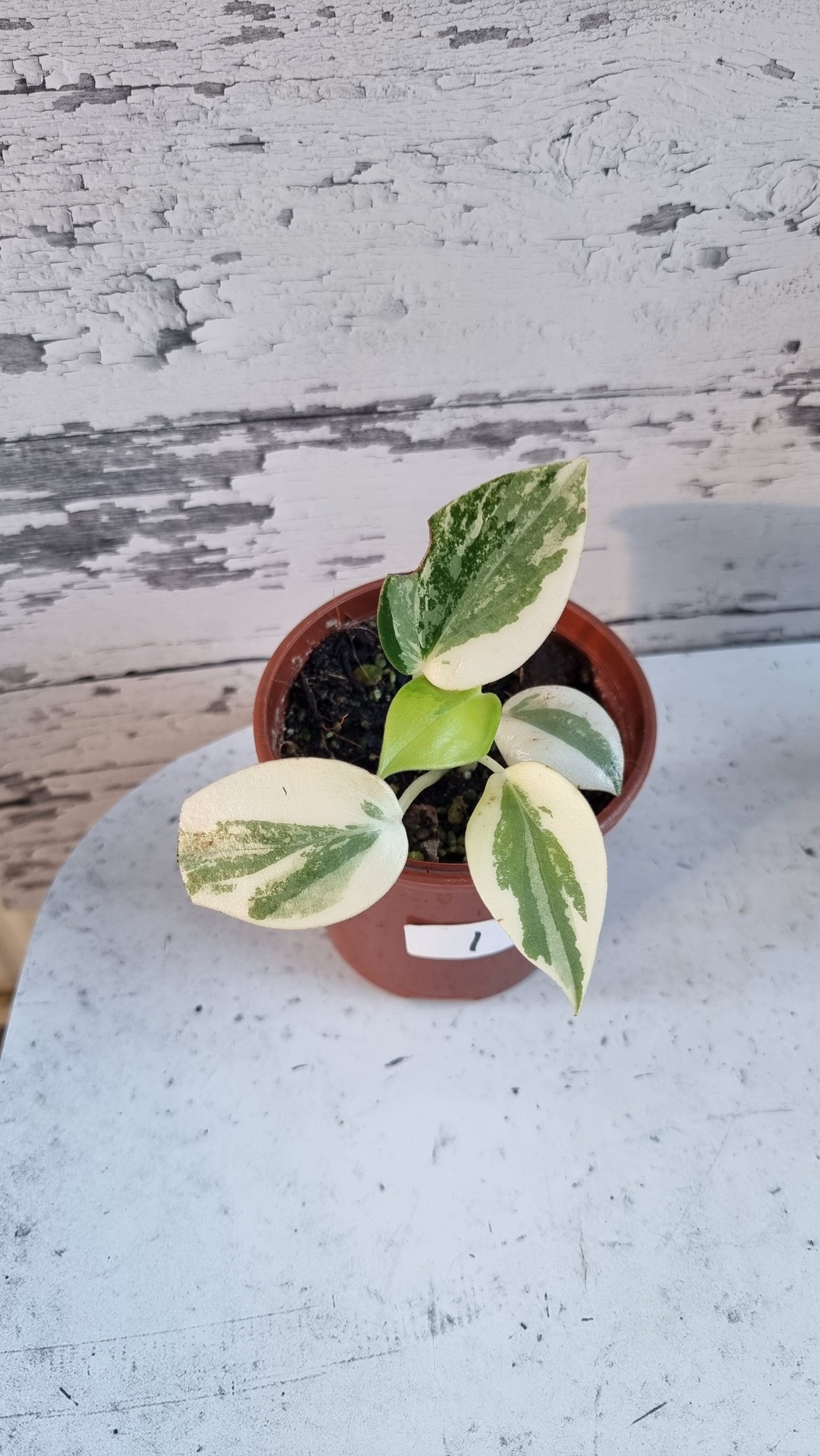 Peperomia maculosa 'Xiang Cao' variegata - Variegated Radiator Plant