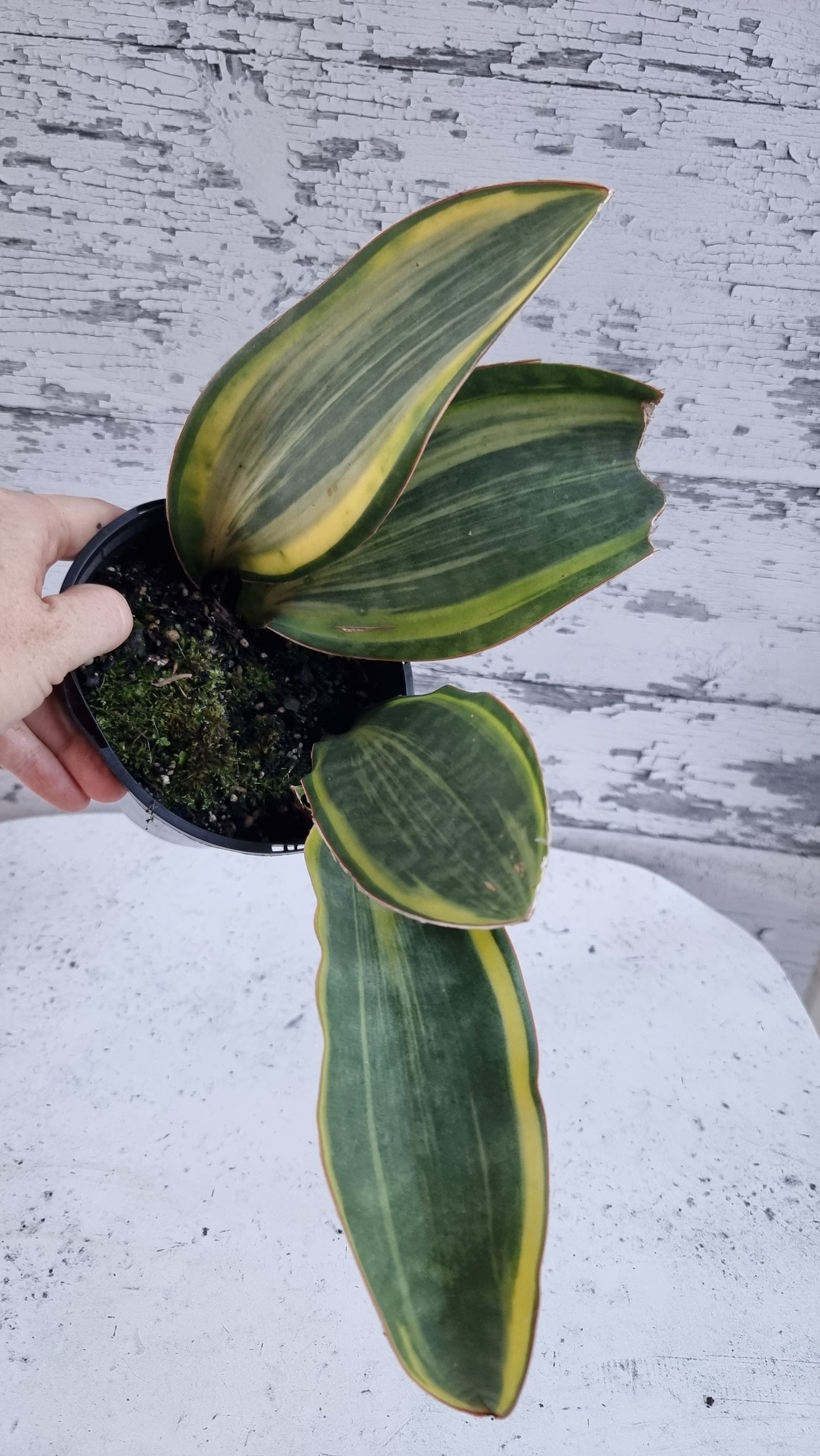 Draceana (prev. Sansevieria) masoniana variegata - Variegated Whale Fin