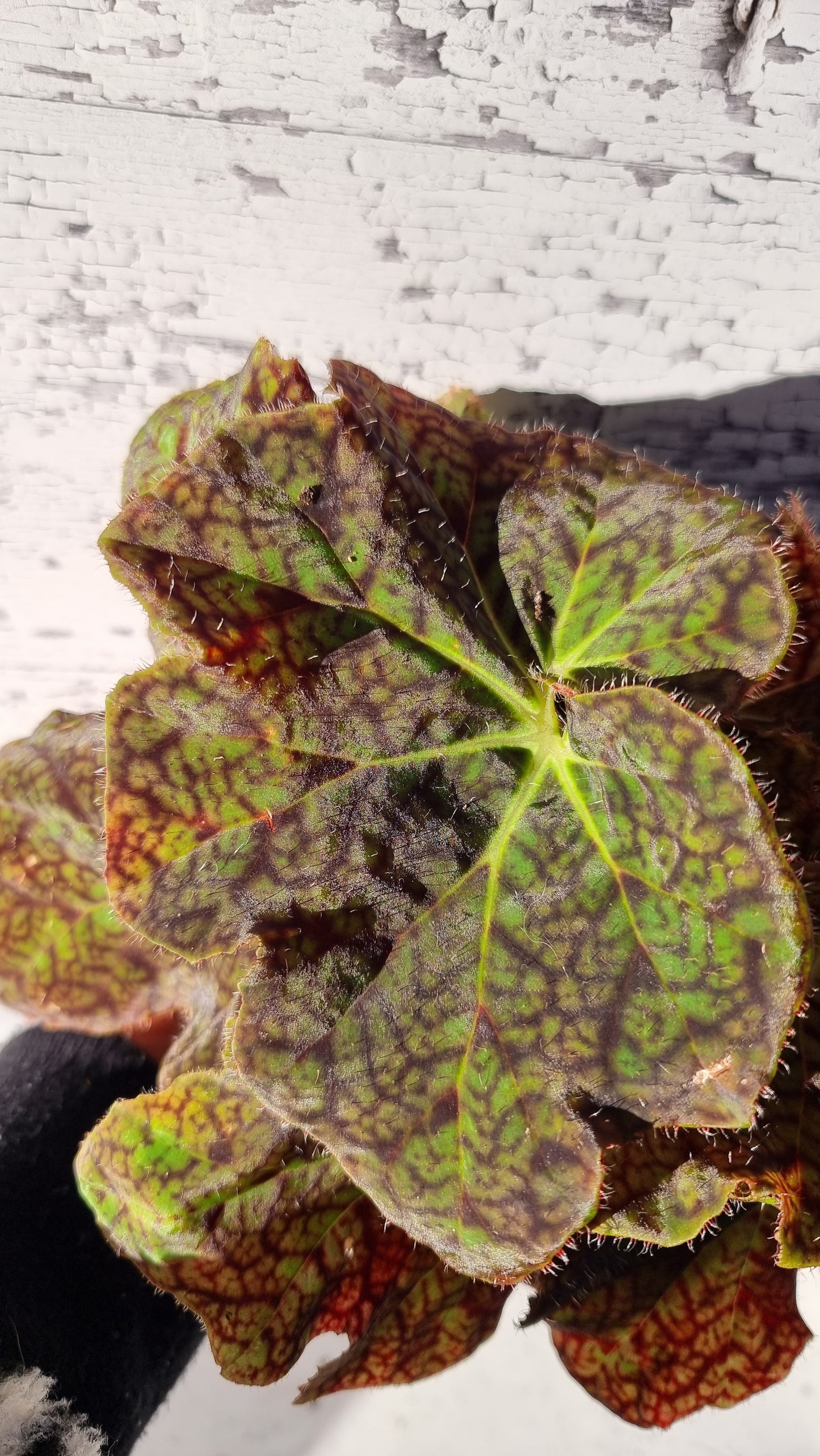 Begonia fuscomaculata var. NOID 'Plum Swirl'