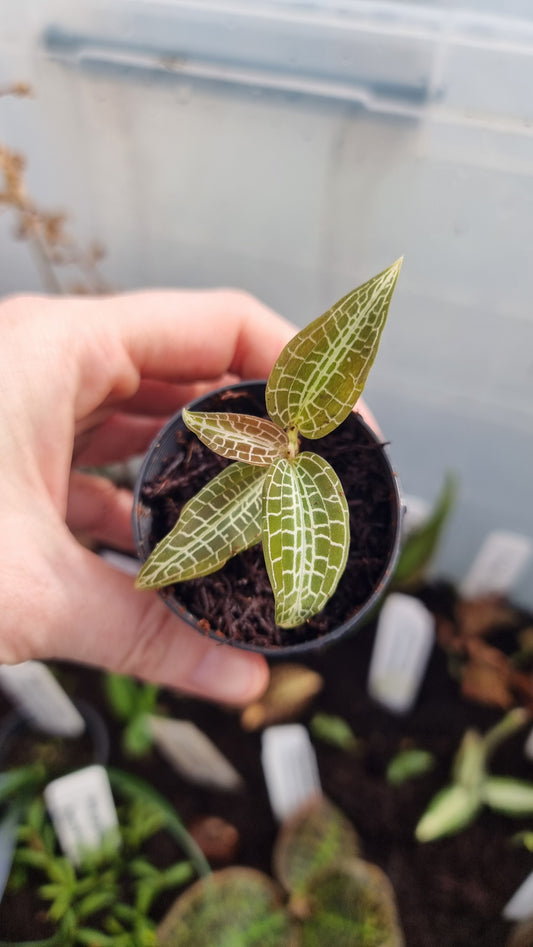 Goodyera hispida - Jewel Orchid