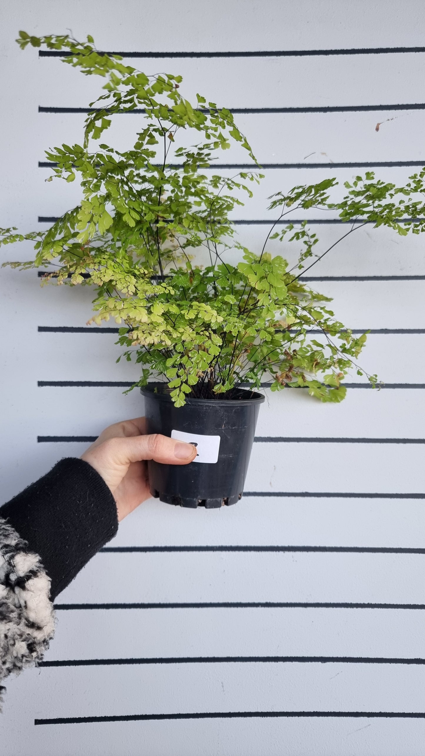 Adiantum raddianum 'Variegatum' - Variegated Delta Maidenhair Fern