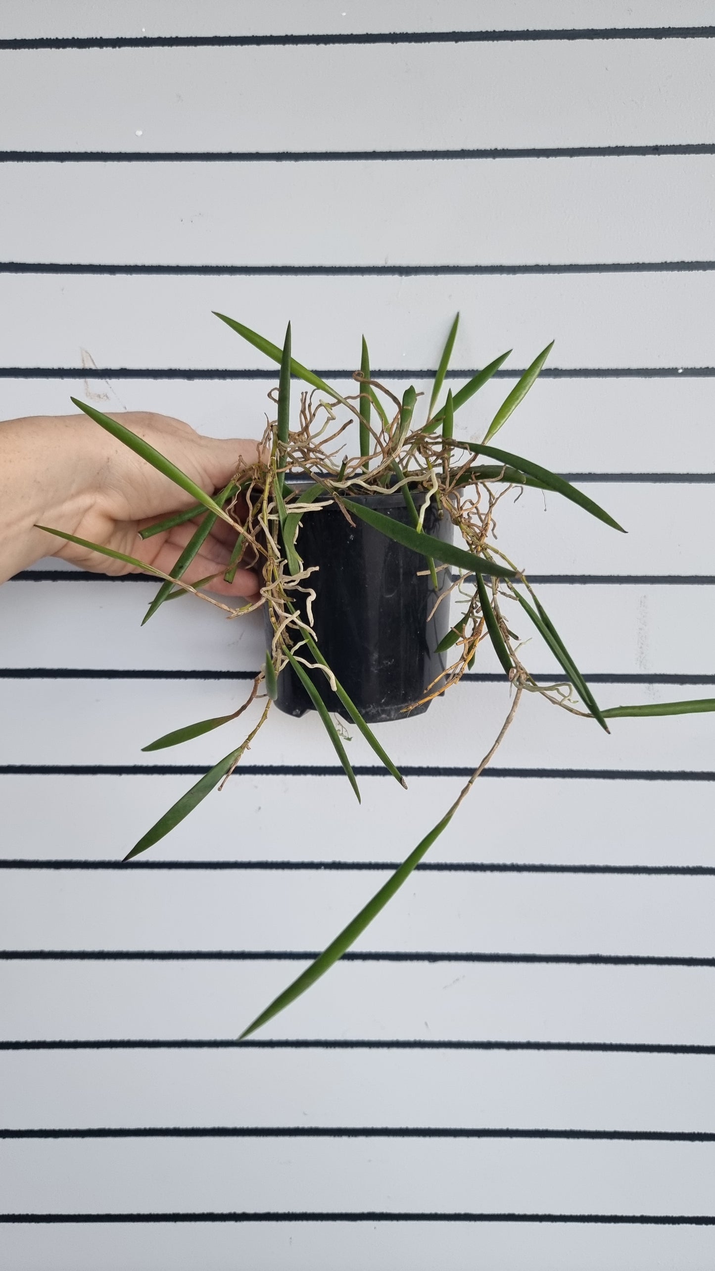 Dendrobium (Dockrillia) 'Dainty Cascade' x pugioniforme - Pencil Orchid Hybrid