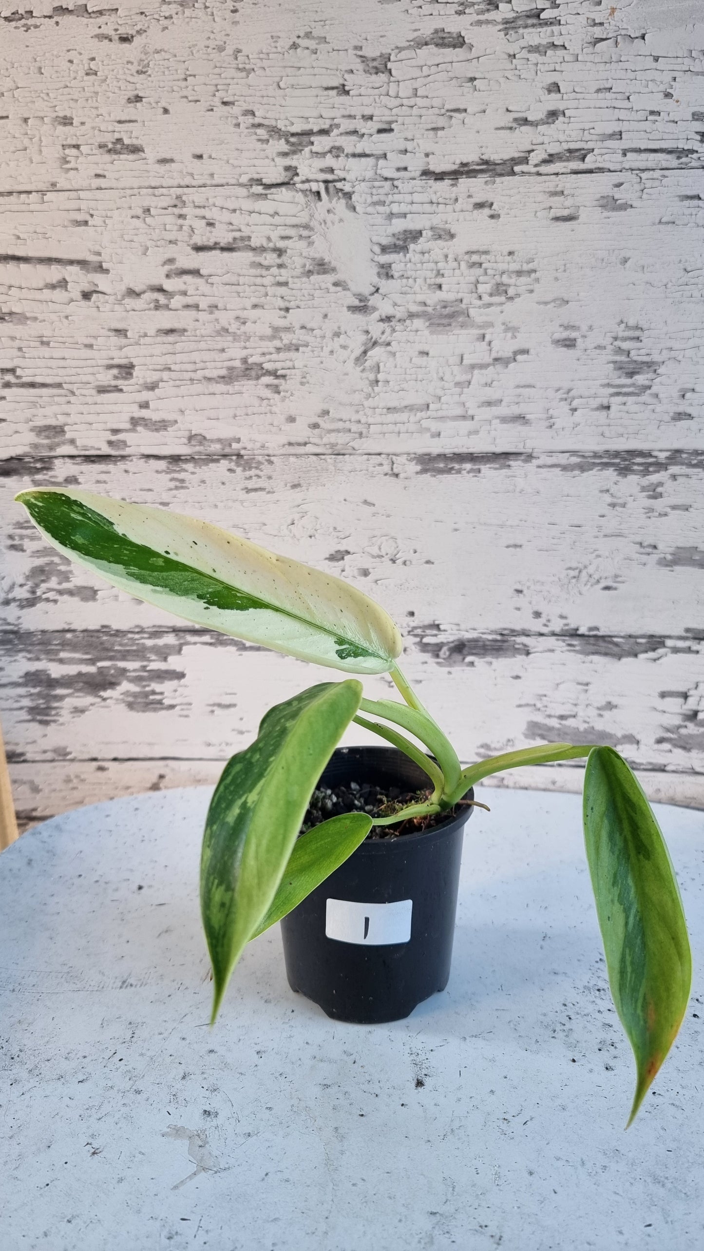 Philodendron 'Jose Buono'