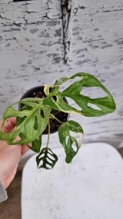Monstera adansonii variegata - Variegated Swiss Cheese Plant