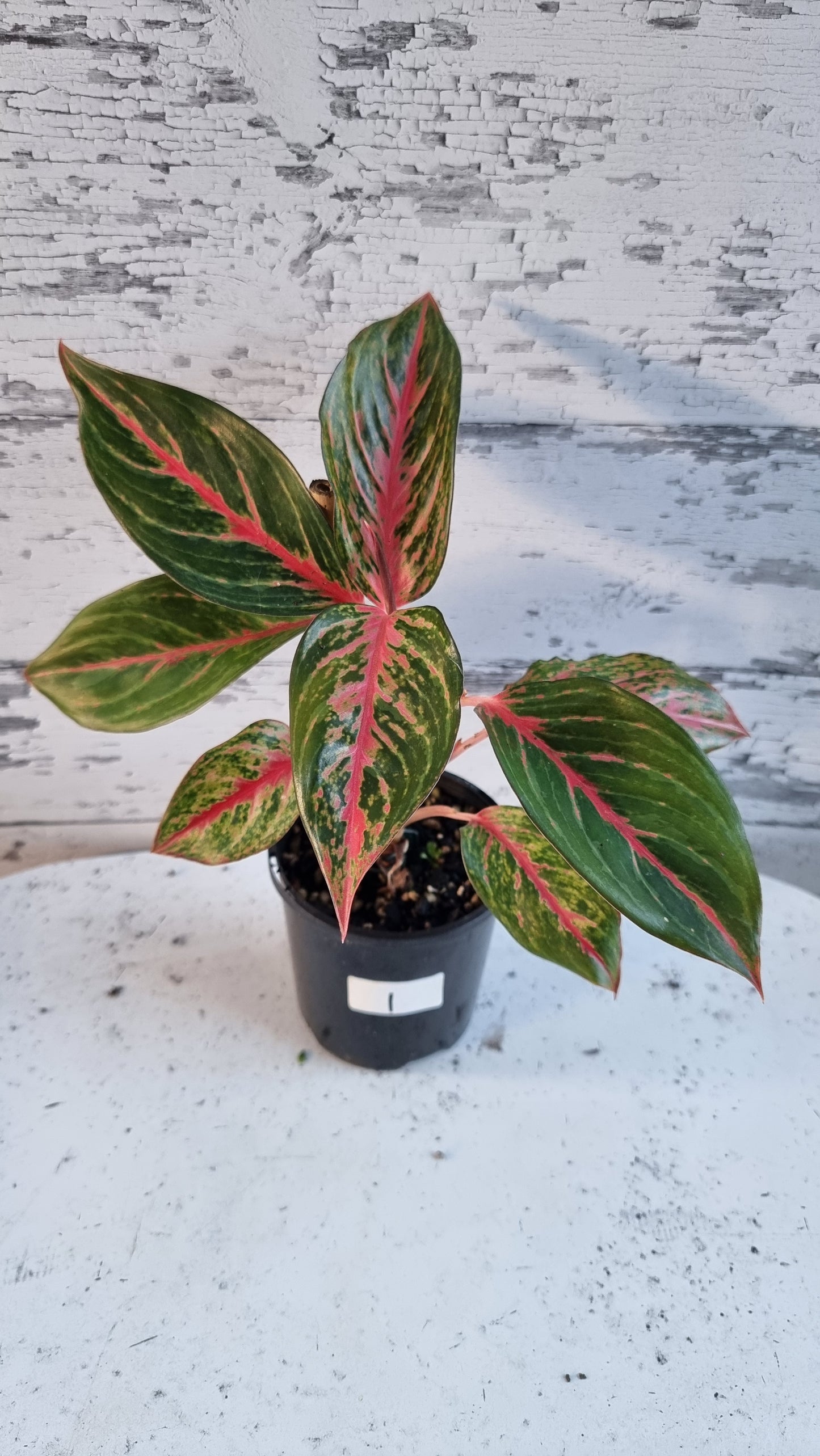 Aglaonema 'Ammaj Jareon'