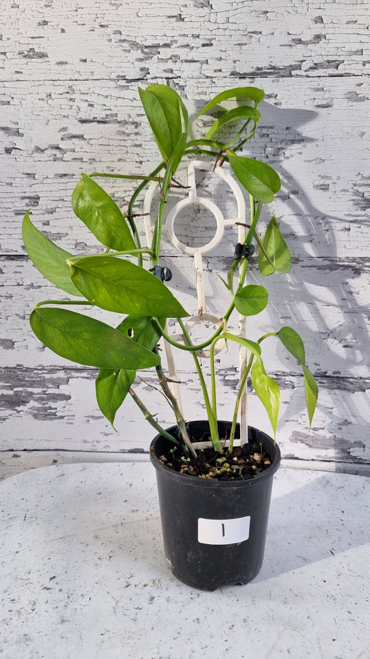 Epipremnum Pinnatum - 龍尾植物