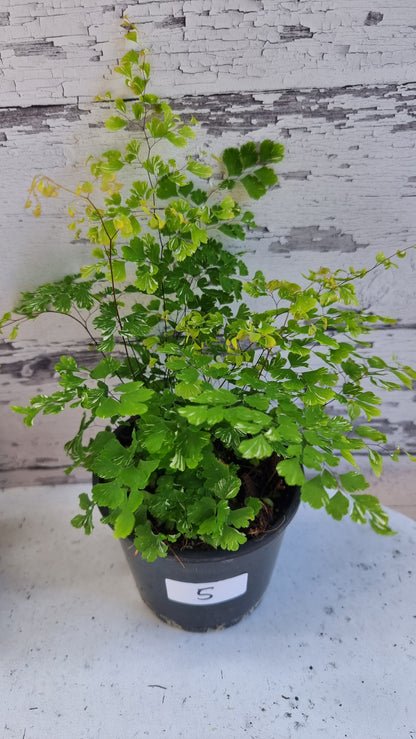 Adiantum raddianum - 三角铁线蕨