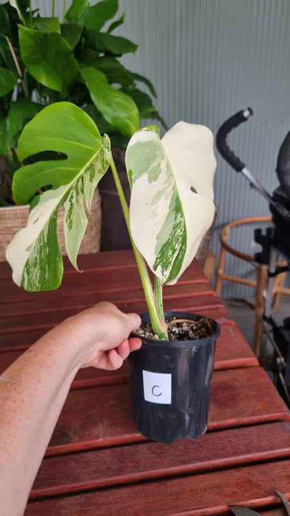 Monstera deliciosa borsigiana variegata - Variegated Fruit Salad Plant