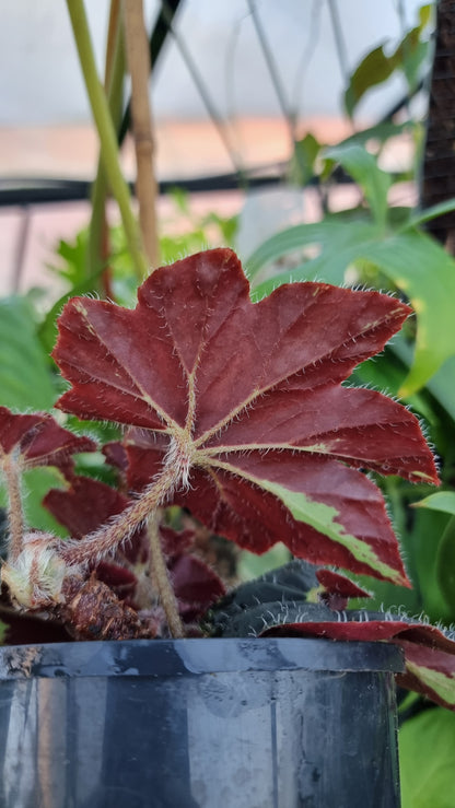Begonia 'Lightning Strike'
