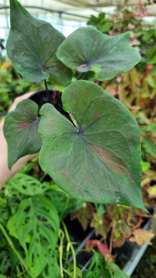 Caladium bicolour 'Black Night' Root'd Plants 