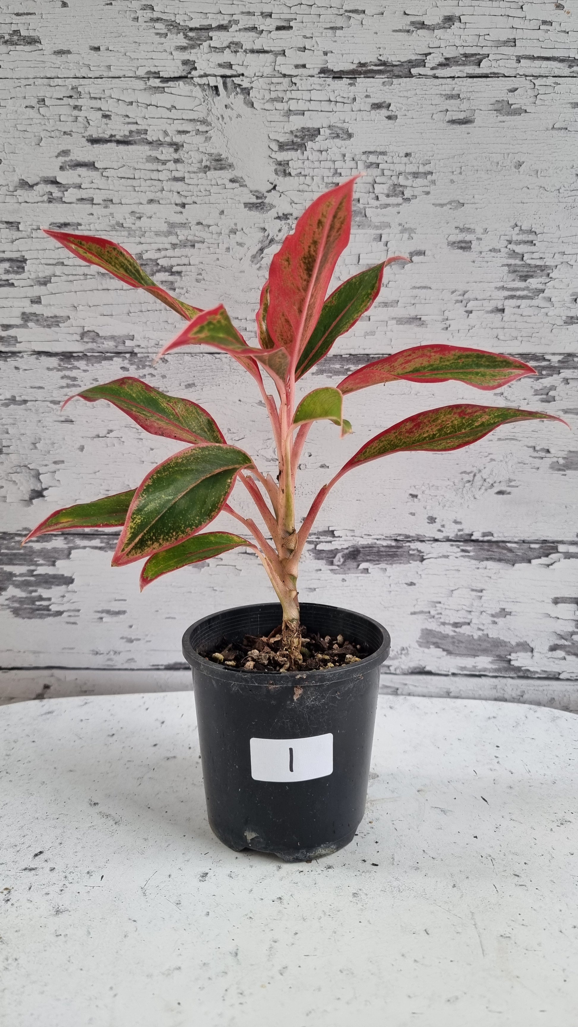 aglaonema commutatum siam aurora Aglaonema commutatum 'Siam Aurora'