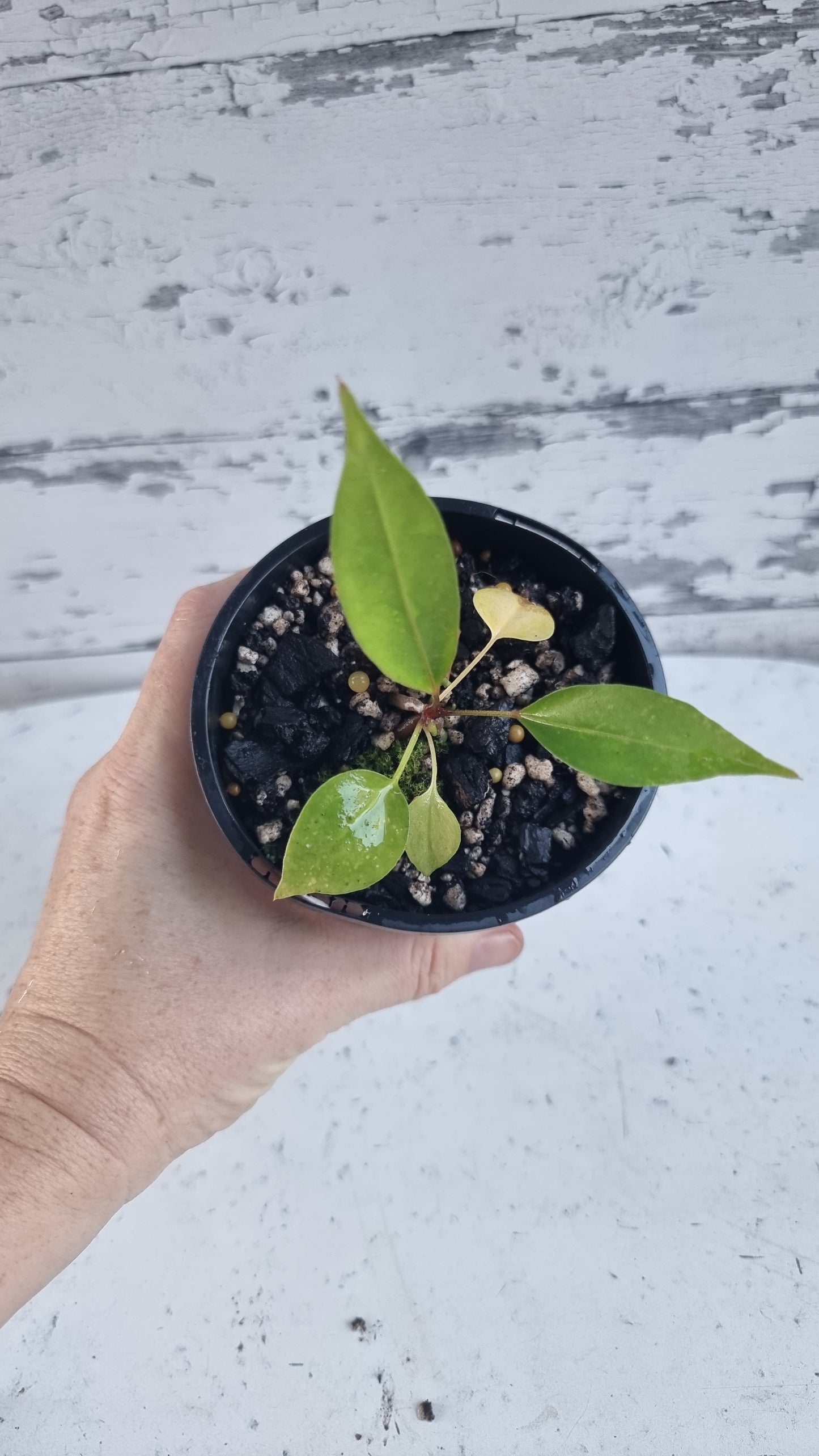 红掌 clarinervium - 天鹅绒纸板红掌