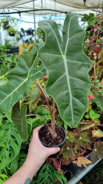Alocasia 'Pseudo Sanderiana' Root'd Plants 