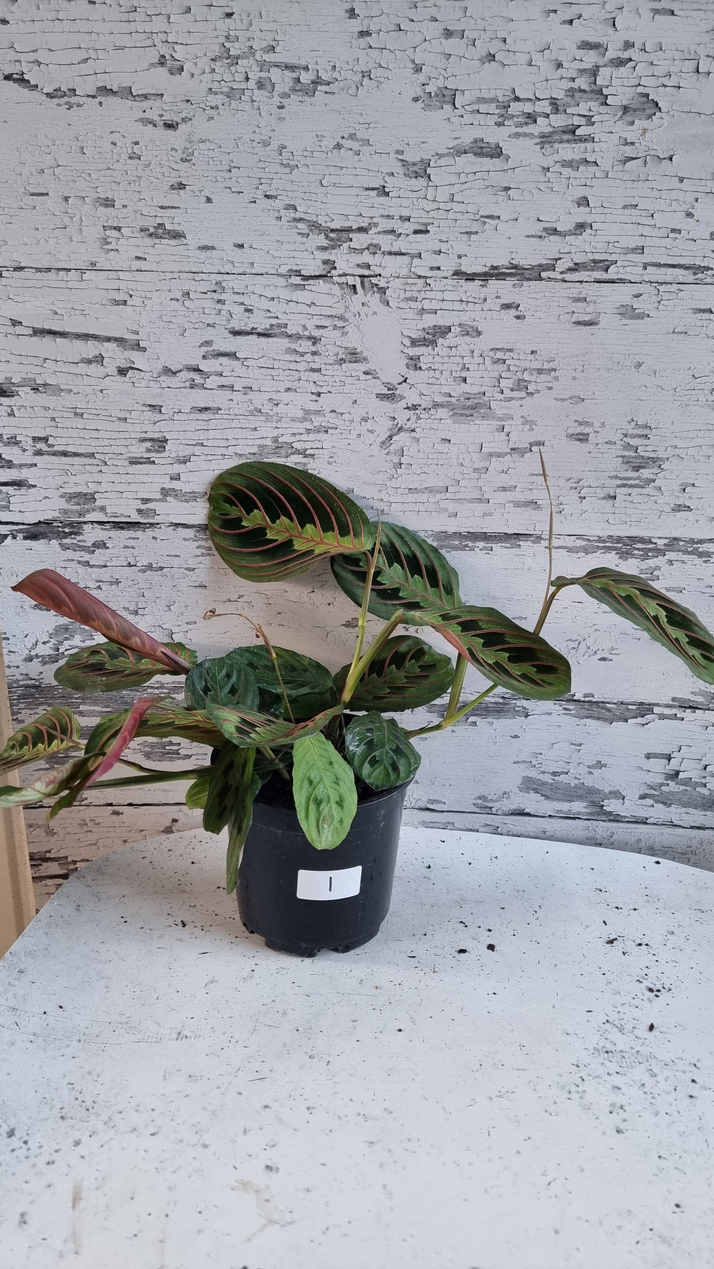 Maranta leuconeura var. erythroneura - Red Vein Prayer Plant
