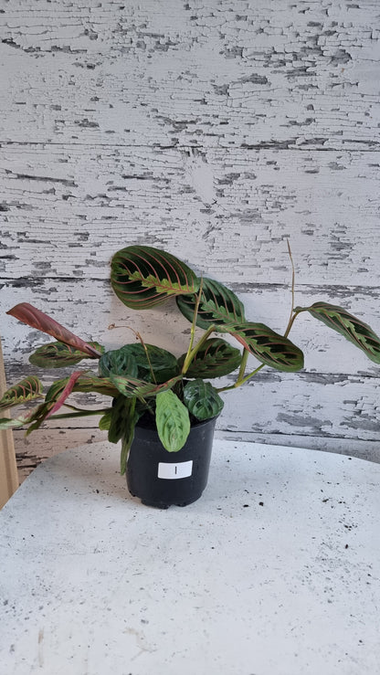 Maranta leuconeura var. erythroneura - Red Vein Prayer Plant