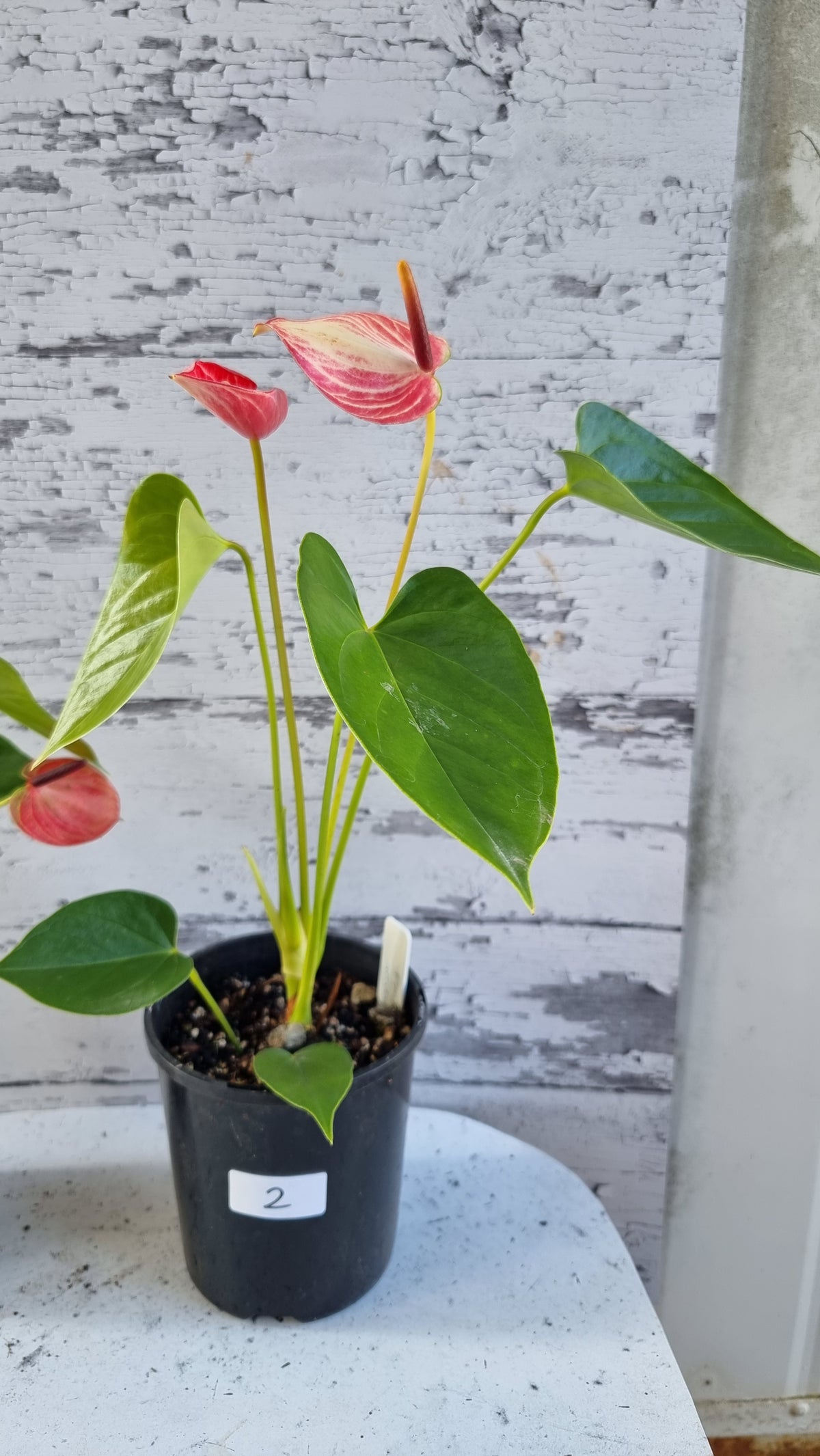 Anthurium andreanum 'Livium Ruby' - Flamingo Flower