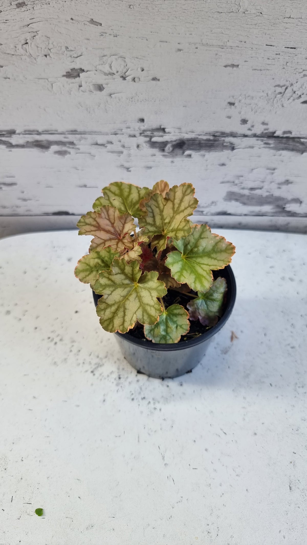 Heuchera 'Ginger Ale' - Coral Bells