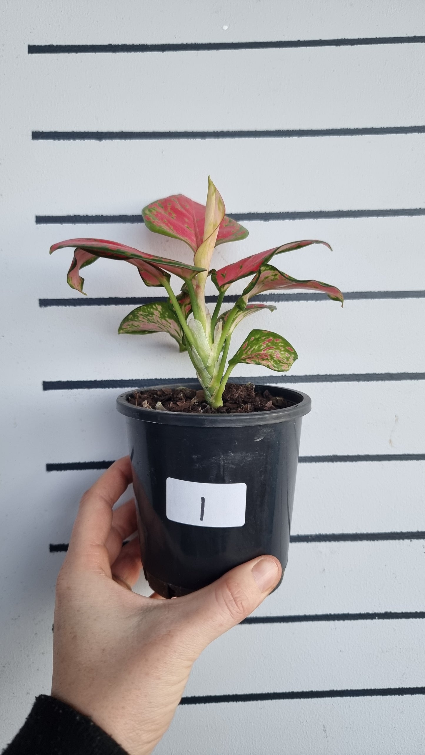 Aglaonema commutatum 'Beauty'