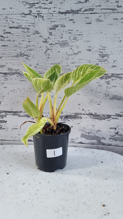 Philodendron 'Birkin'
