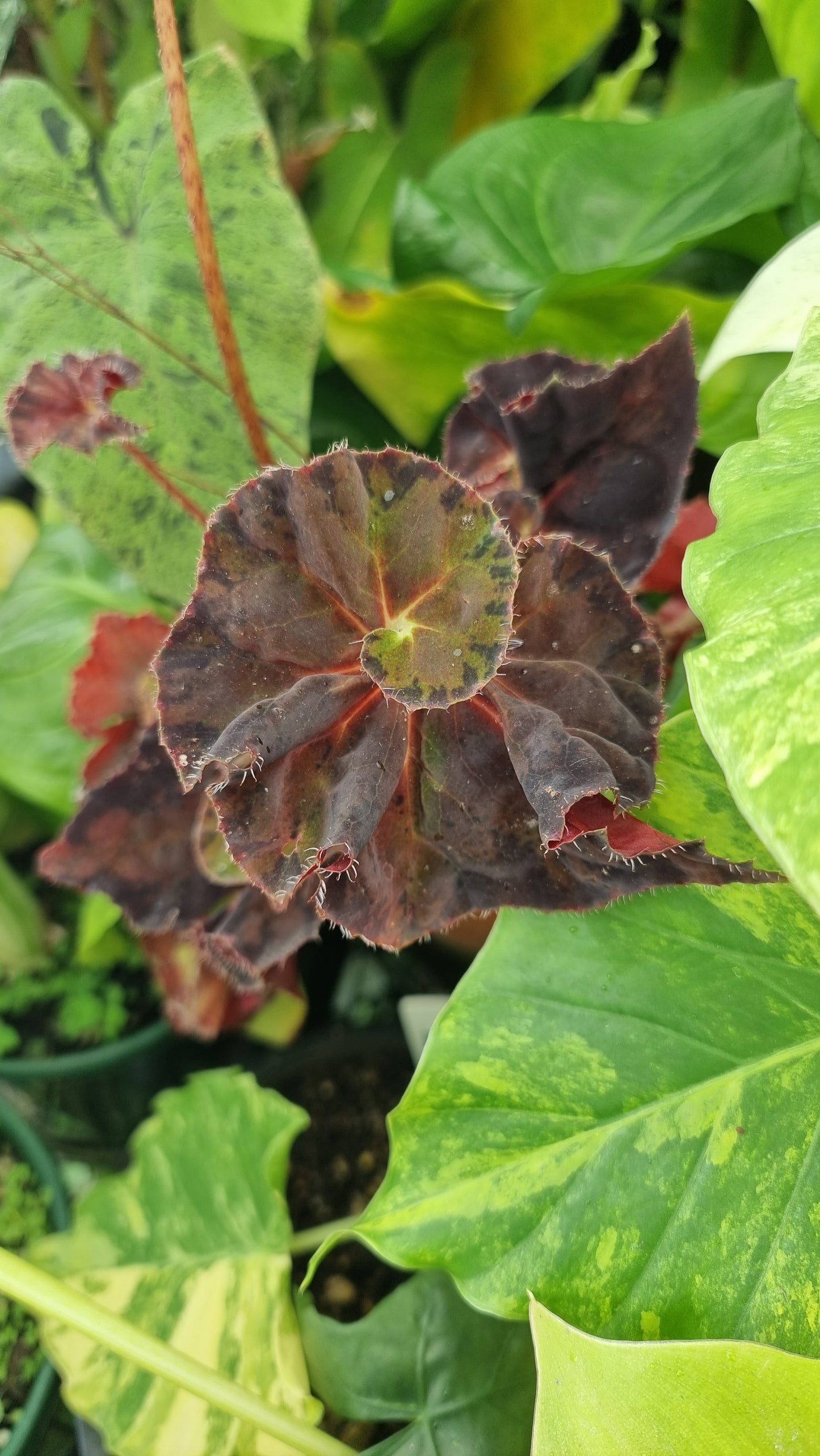 Begonia rex 'Copper Sunset' - Rhizomatous Eyelash Begonia