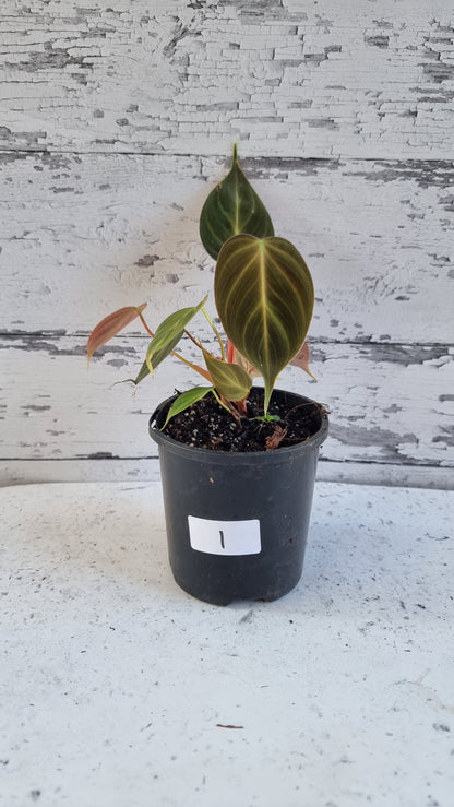 Philodendron rubrijuvenile - El Choco Red