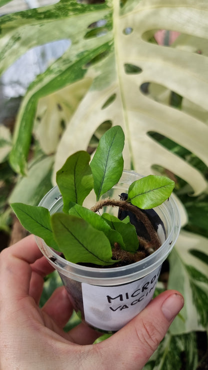 Microgramma vacciniifolia - 根茎蕨