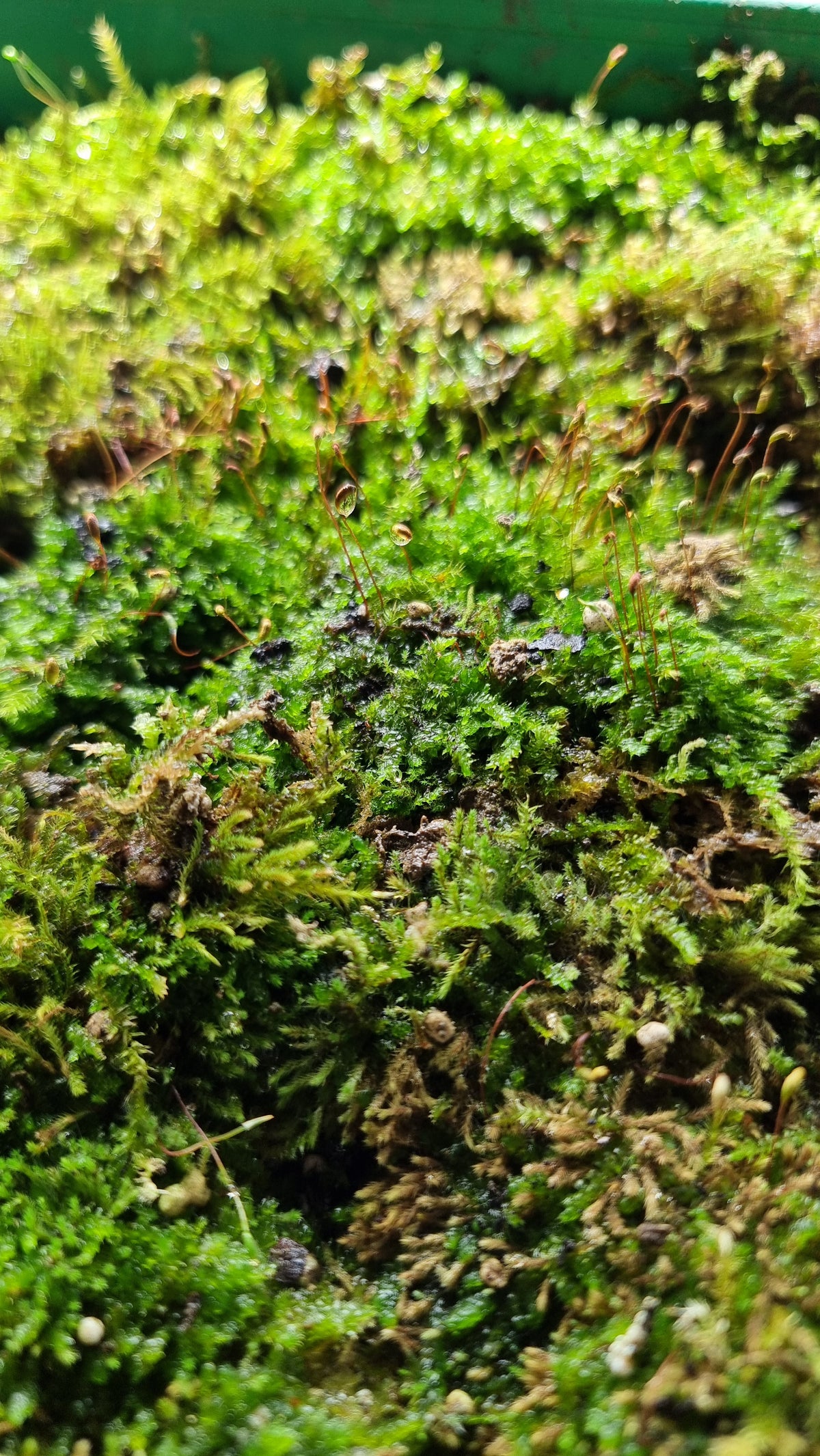 Live Moss Pack - Great for Terrariums!