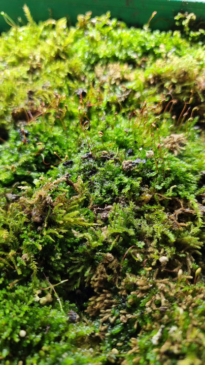 Live Moss Pack - Great for Terrariums!