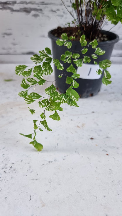 Adiantum raddianum 'Variegatum' - Variegated Delta Maidenhair Fern