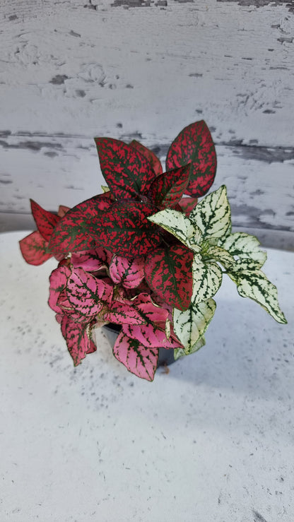 Hypoestes phyllostachya Trio - 圓點植物