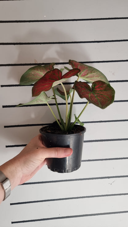 Caladium bicolour 'Jungle Ember'
