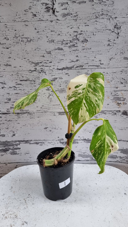 Monstera deliciosa borsigiana variegata - Variegated Fruit Salad Plant